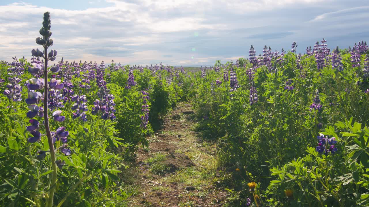 冰岛，在明媚的夏日阳光下，小路穿过一片罗苹花的田野视频下载