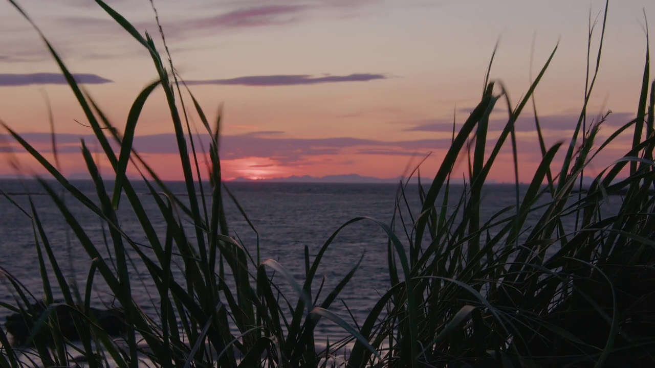 海草在风中摇曳，慢动作的冰岛落日视频下载