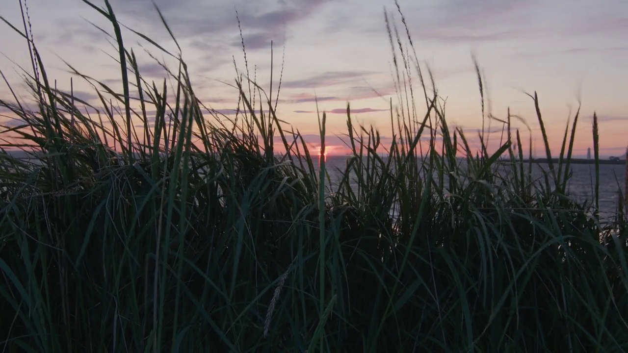 风中的海草日落背景，冰岛格罗塔视频下载