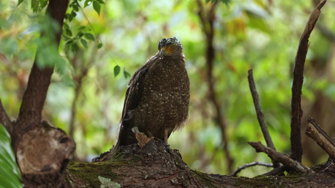 在雨林中的冠蛇鹰(kanmuri-washi)， Iriomote，日本视频下载