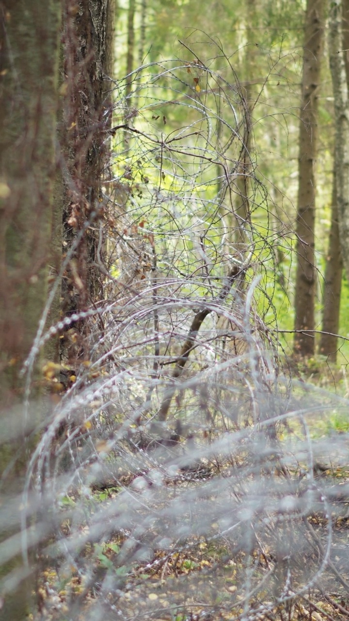树林里的铁丝网。边界，禁区垂直视频。视频素材