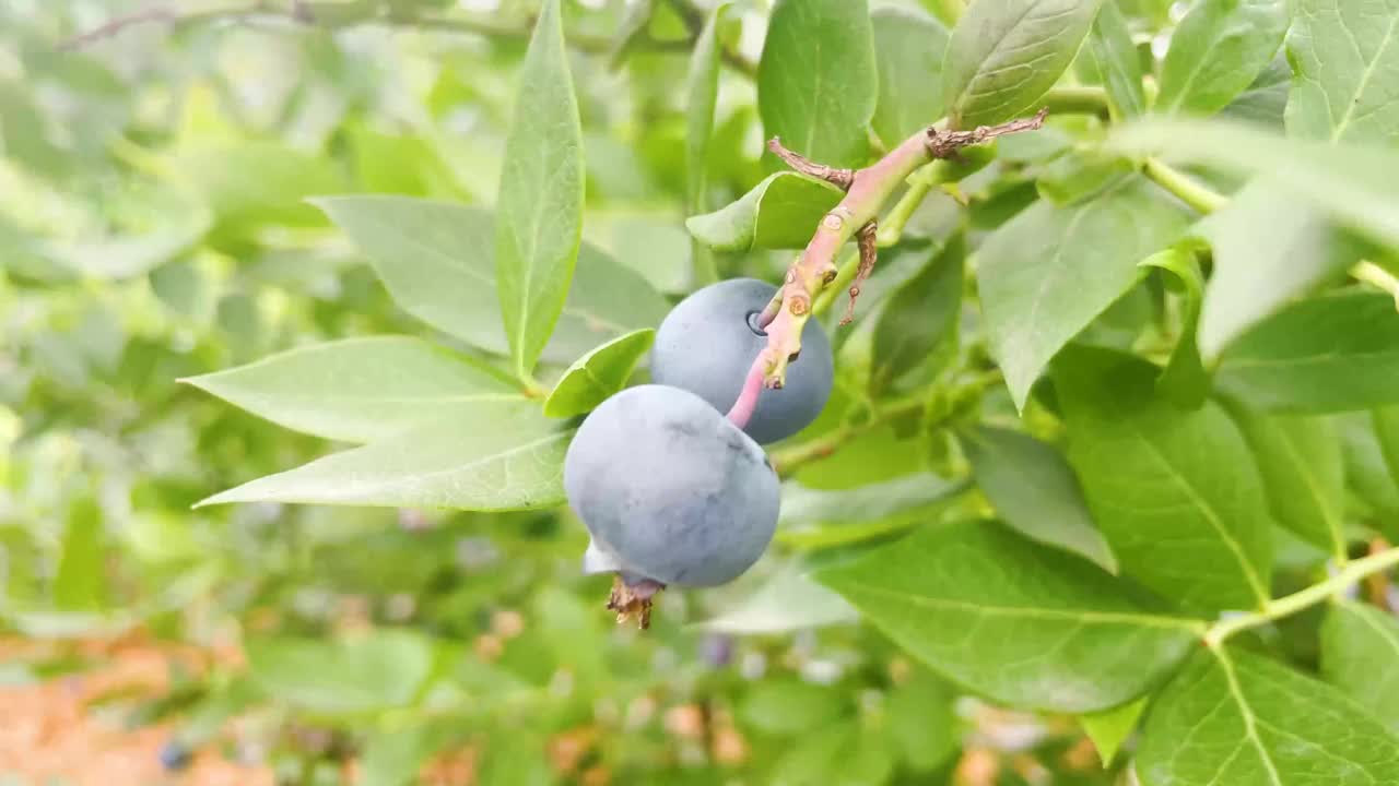 种植园里的新鲜蓝莓视频下载