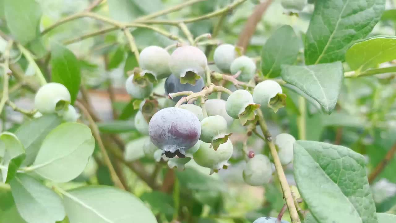 种植园里的新鲜蓝莓视频下载