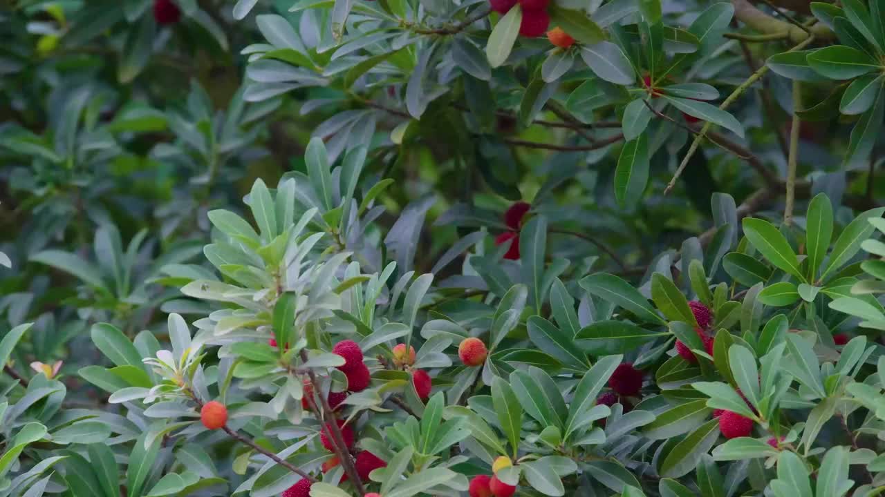 树上的红杨梅视频下载