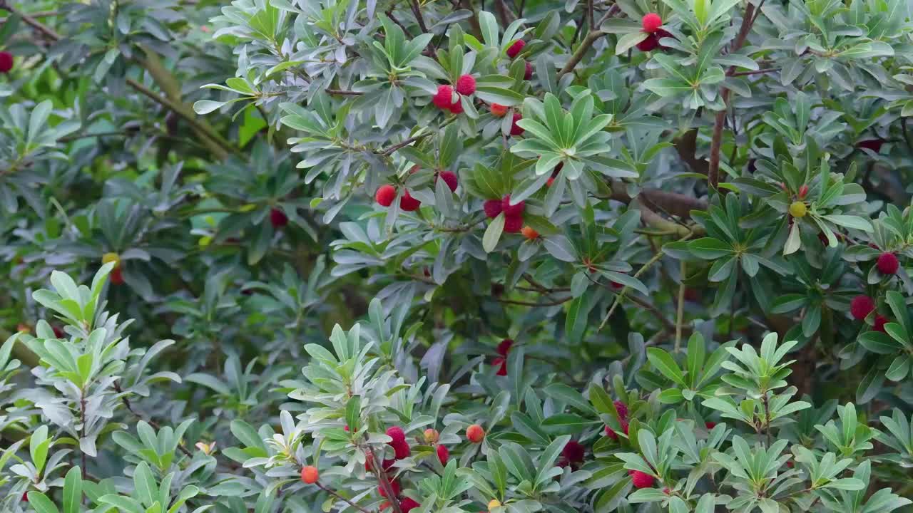 树上的红杨梅视频下载