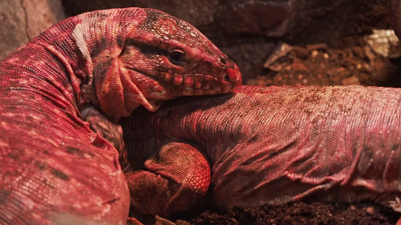 红tegu蜥蜴，Tupinambis rufescens视频下载