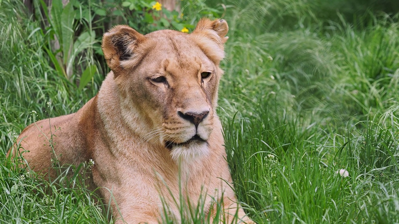 加丹加狮或西南非洲狮，豹属leo bleyenberghi。草地上的母狮。视频下载