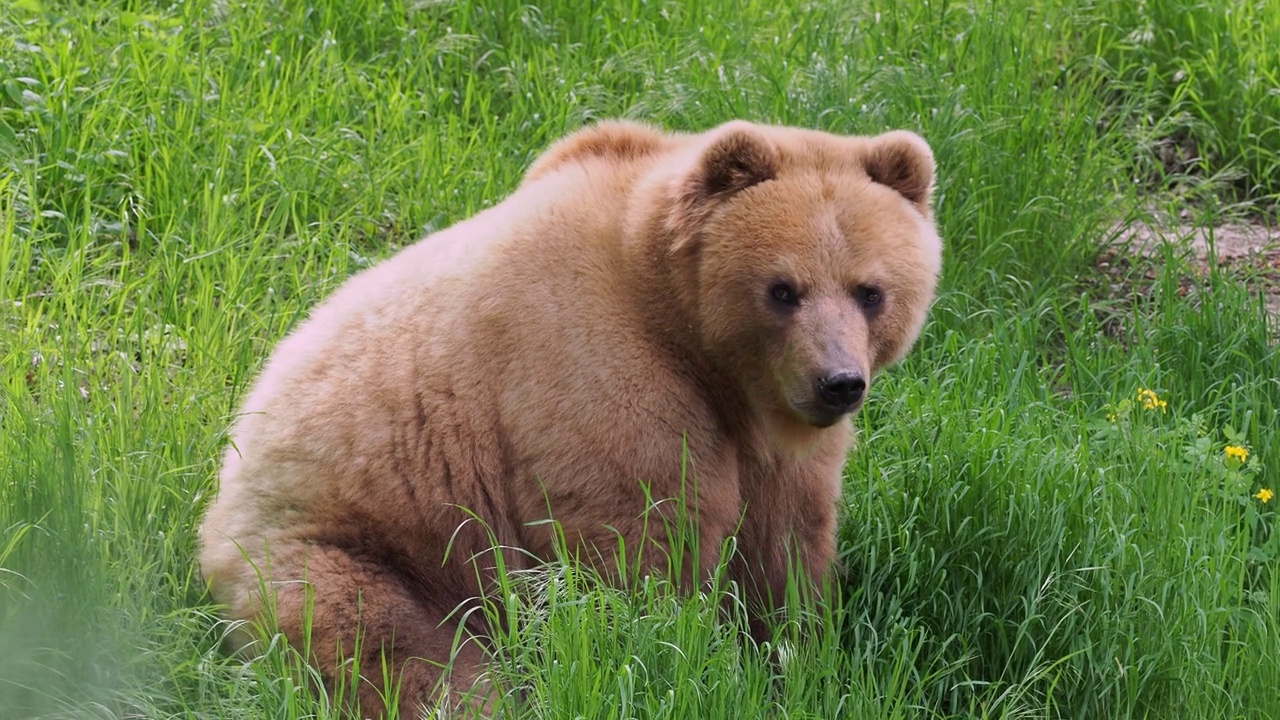草地上的堪察加熊，熊科熊视频下载
