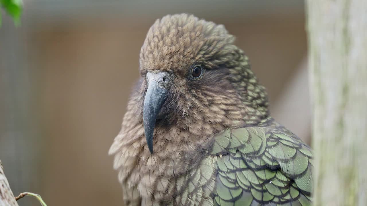 Nestor notabilis是一只来自新西兰的鹦鹉视频下载