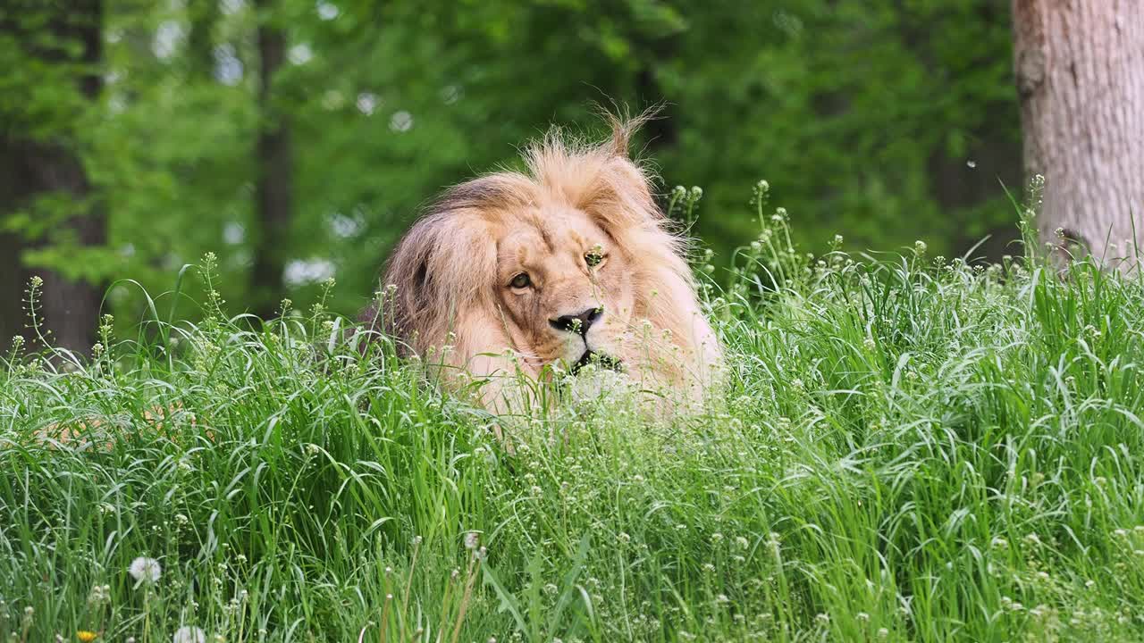 加丹加狮或西南非洲狮，豹属leo bleyenberghi。草丛中的非洲狮。视频下载