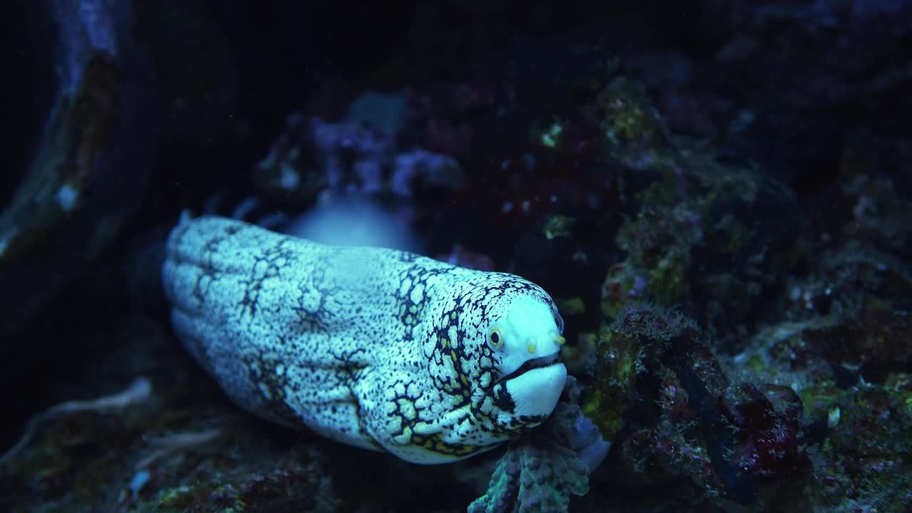 雪花海鳗又称云海鳗，Echidna nebulosa视频下载