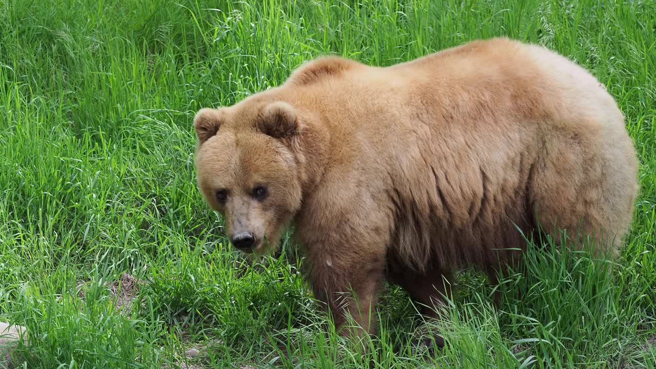 草地上的堪察加熊，熊科熊视频下载