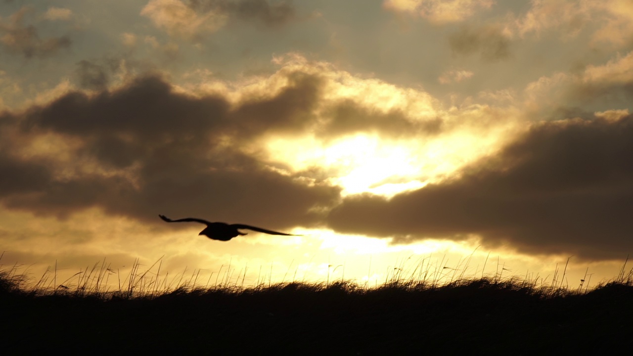 孤独的乌鸦在风中滑行，日出近距离视频下载