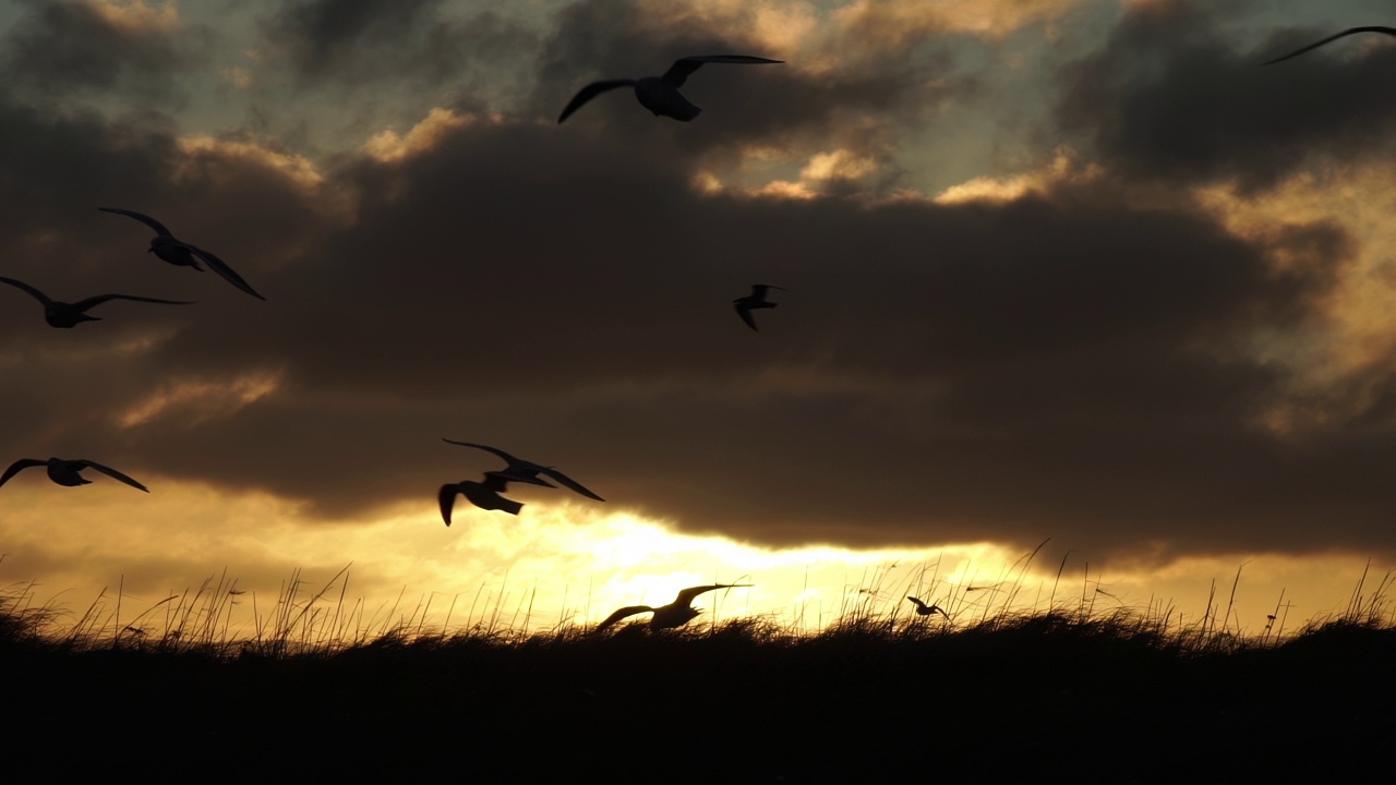 海鸥群的剪影在日出的慢动作上滑翔视频下载