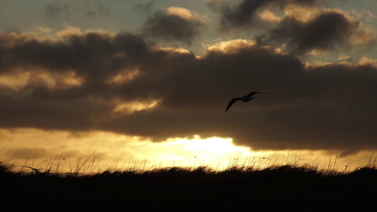 一对海鸥在日出的微风中滑翔视频下载