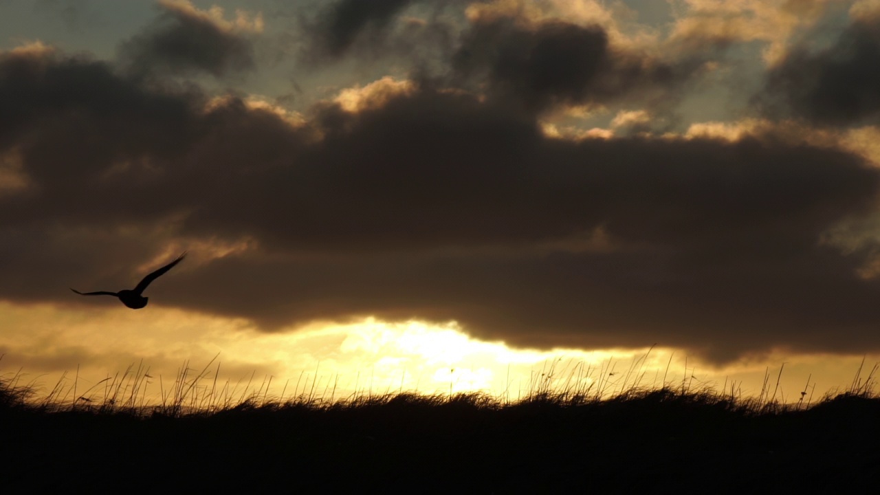 孤独的渡鸦在日出的光束上滑翔，慢动作接近视频下载