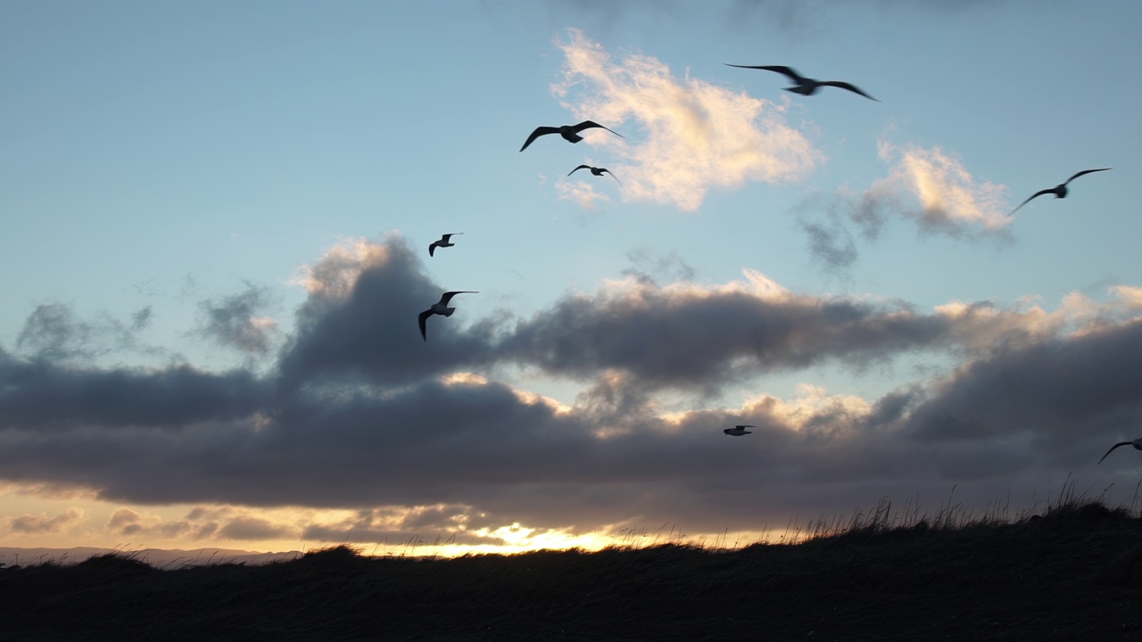 海鸥在风中滑翔，慢动作日出蓝天视频下载