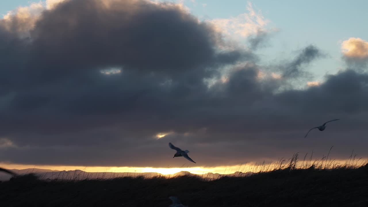海鸥成群地飞，慢动作接近黎明视频下载