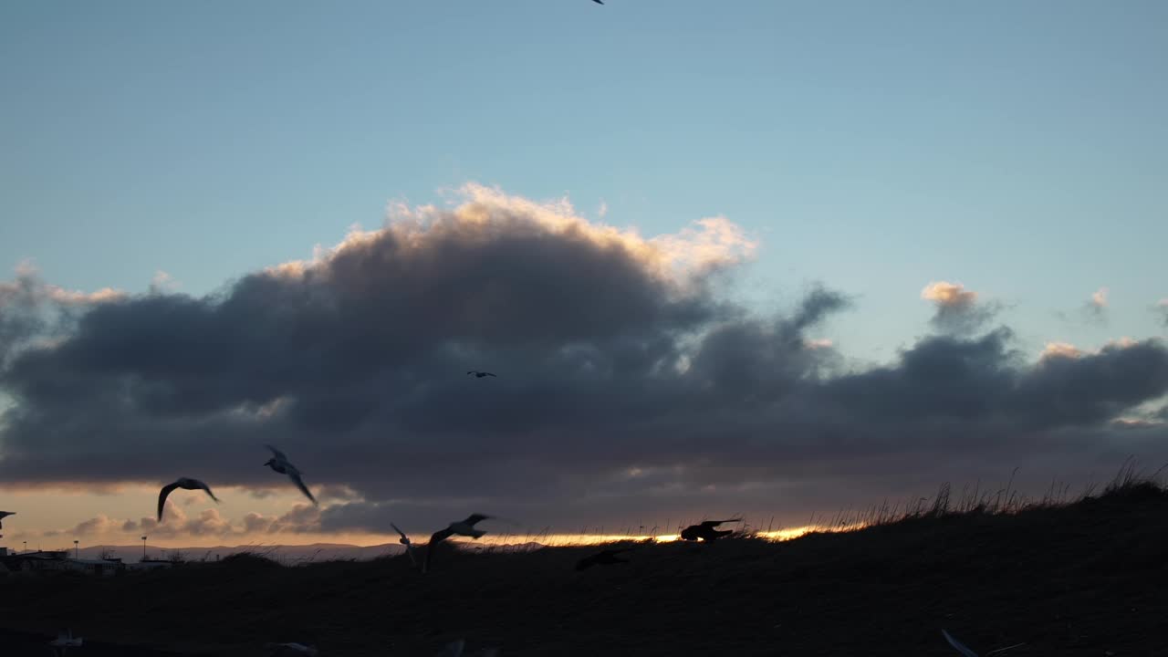 雷克雅未克黎明时分，成群的海鸥和乌鸦慢动作飞翔视频下载