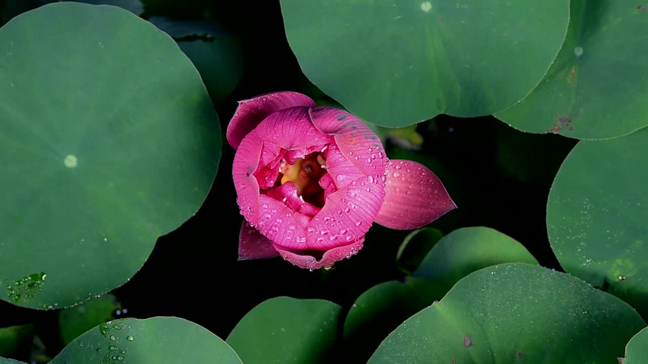 暗色背景下，池塘里盛开着红荷花和绿叶视频下载