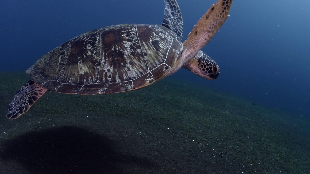 水下海龟视频下载
