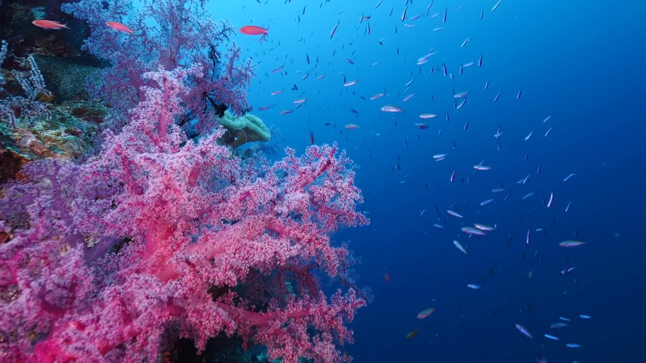珊瑚礁居民和充满活力的奇特珊瑚视频下载