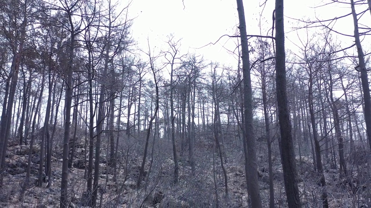 森林火灾后树木，森林火灾烧毁了所有树木的自然灾害视频素材