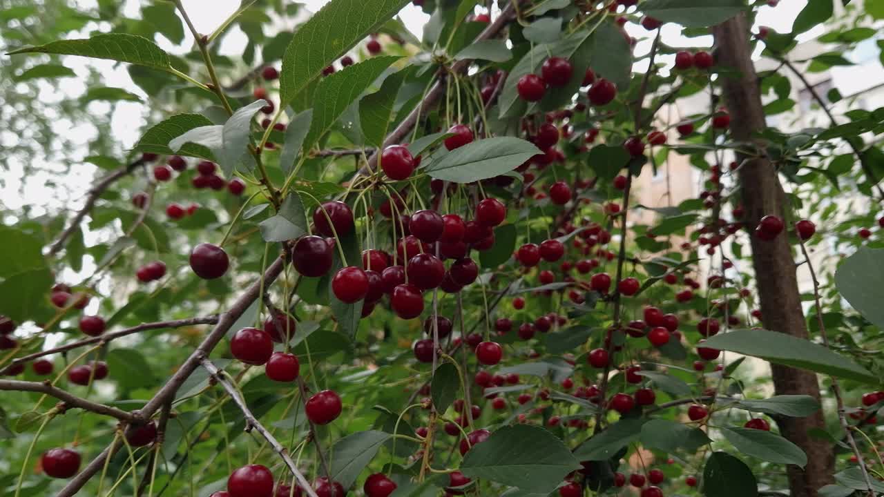阴天里，酸樱桃树结着成熟的浆果视频素材