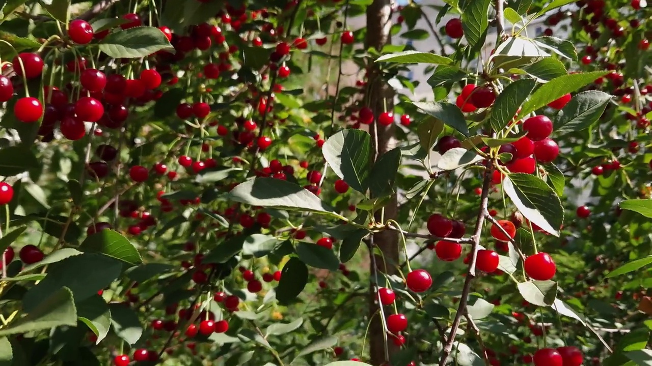 酸樱桃树，在阳光明媚的日子里浆果成熟视频素材
