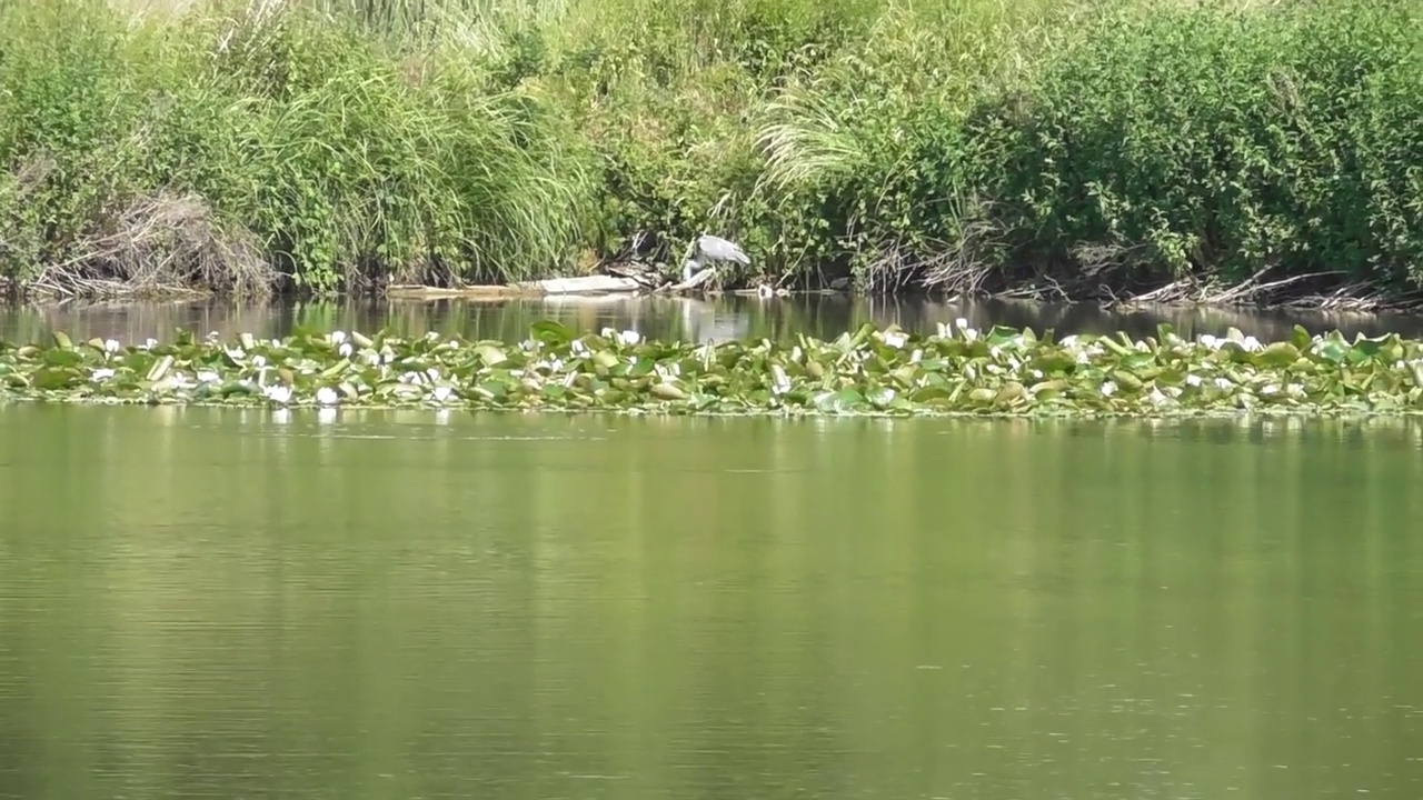 沼泽湖和野生动物视频素材