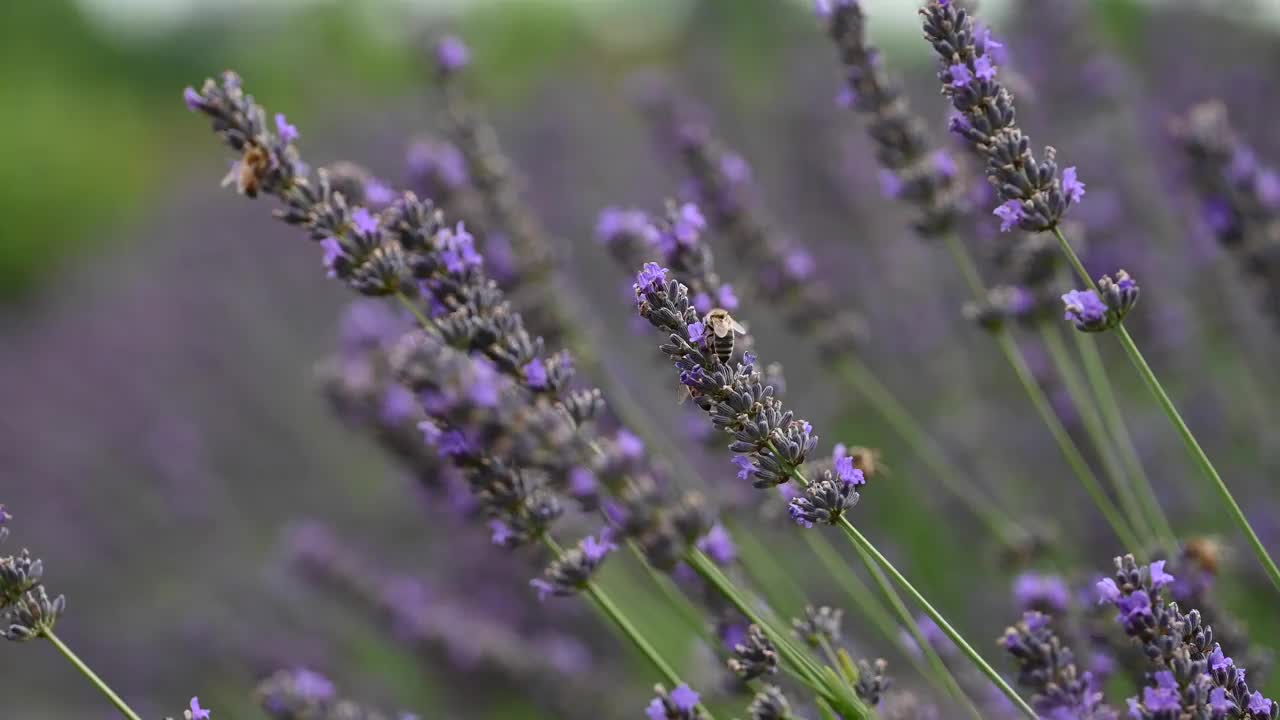盛开的薰衣草花丛和采蜜的蜜蜂。视频素材