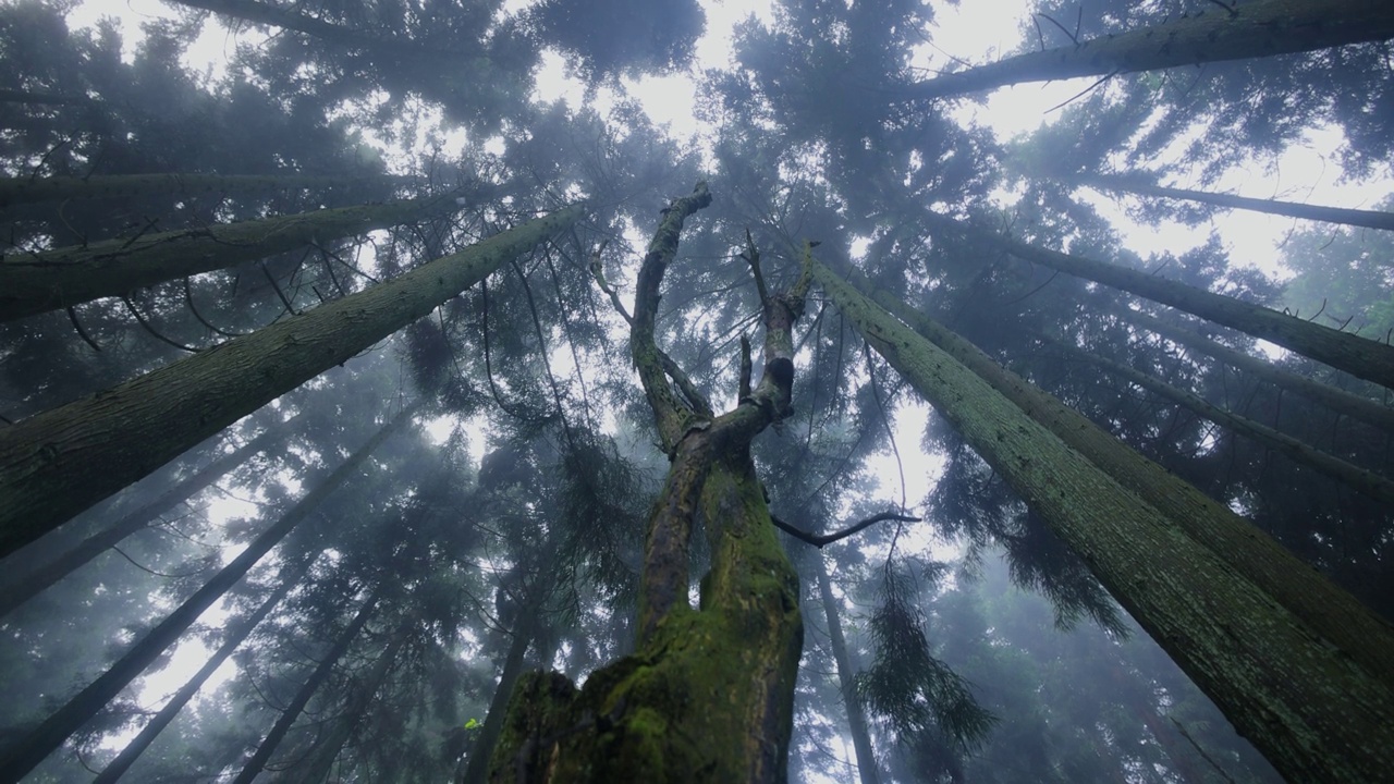 从低角度看森林中的一棵枯树视频下载