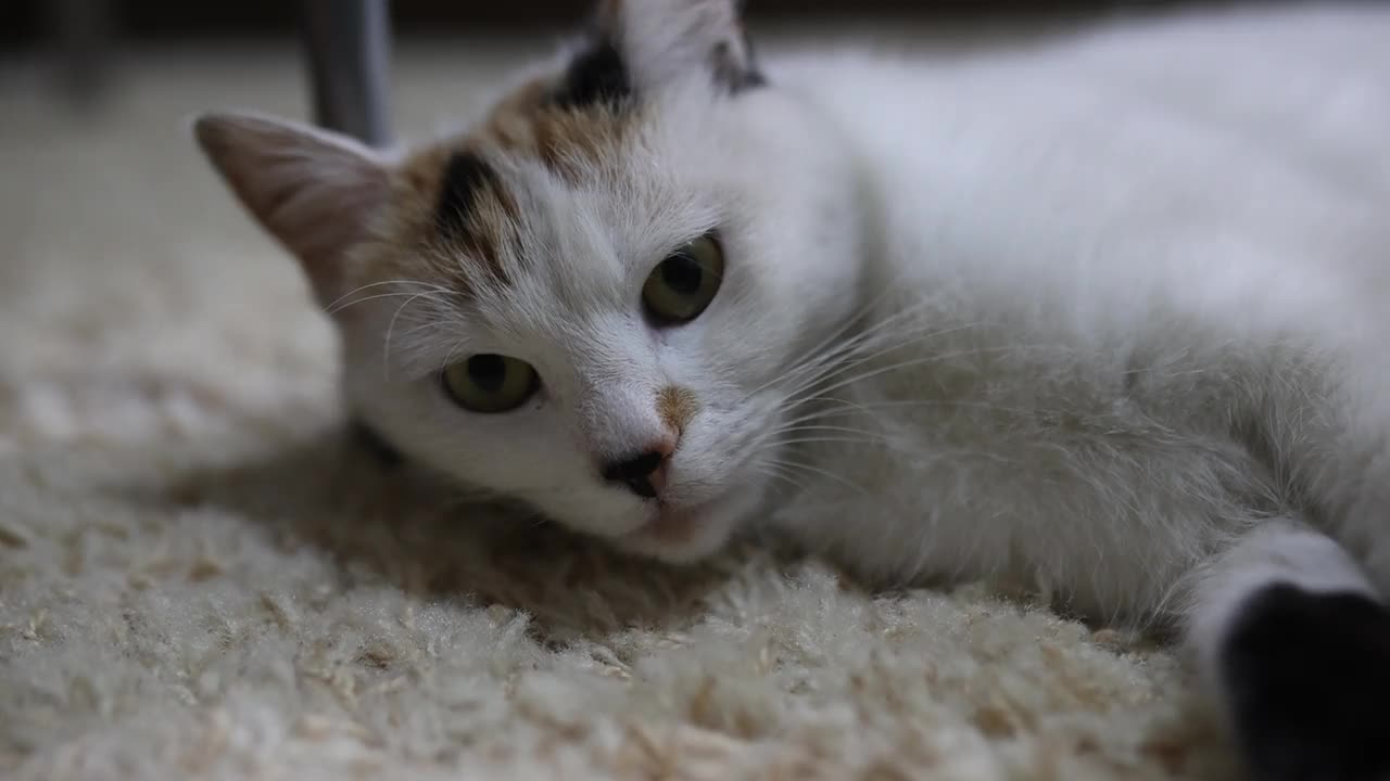 猫在舒适的客厅里。在家遛宠物。视频下载