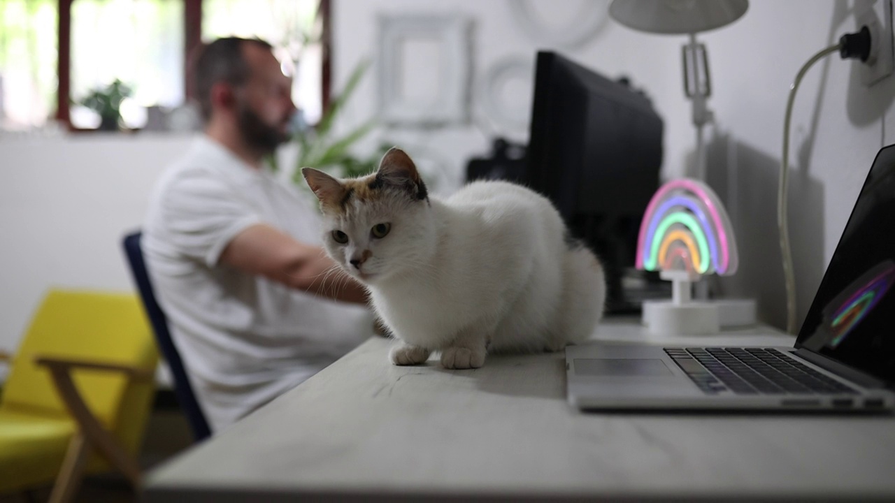 一个男人在家工作，旁边有只猫视频下载