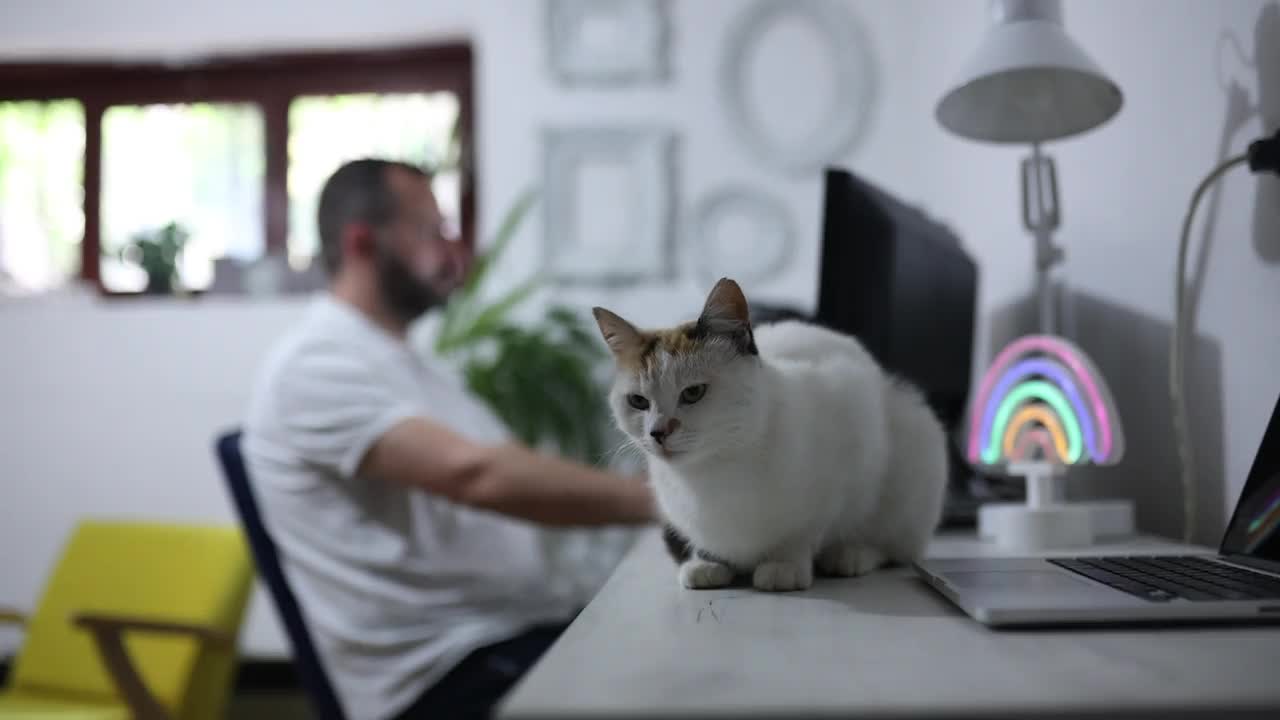一个男人在家工作，旁边有只猫视频下载