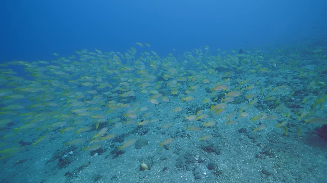 成群的热带鱼在蓝绿色的海底游泳视频下载