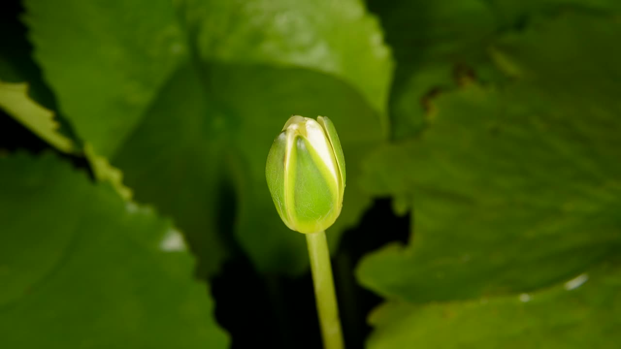 延时拍摄的美丽的黄色睡莲在池塘里盛开在绿叶的背景。视频下载