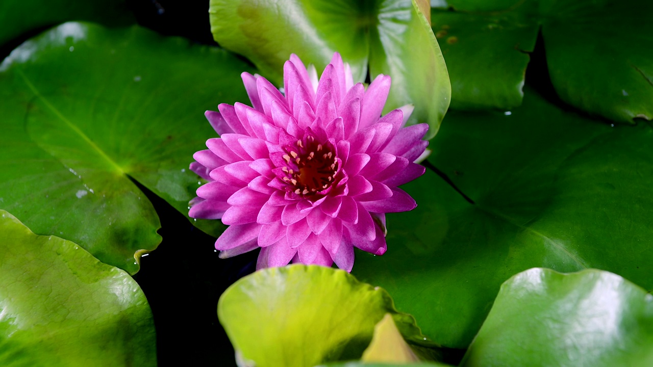 美丽的粉红色睡莲在绿色的叶子背景池塘盛开的延时。视频下载