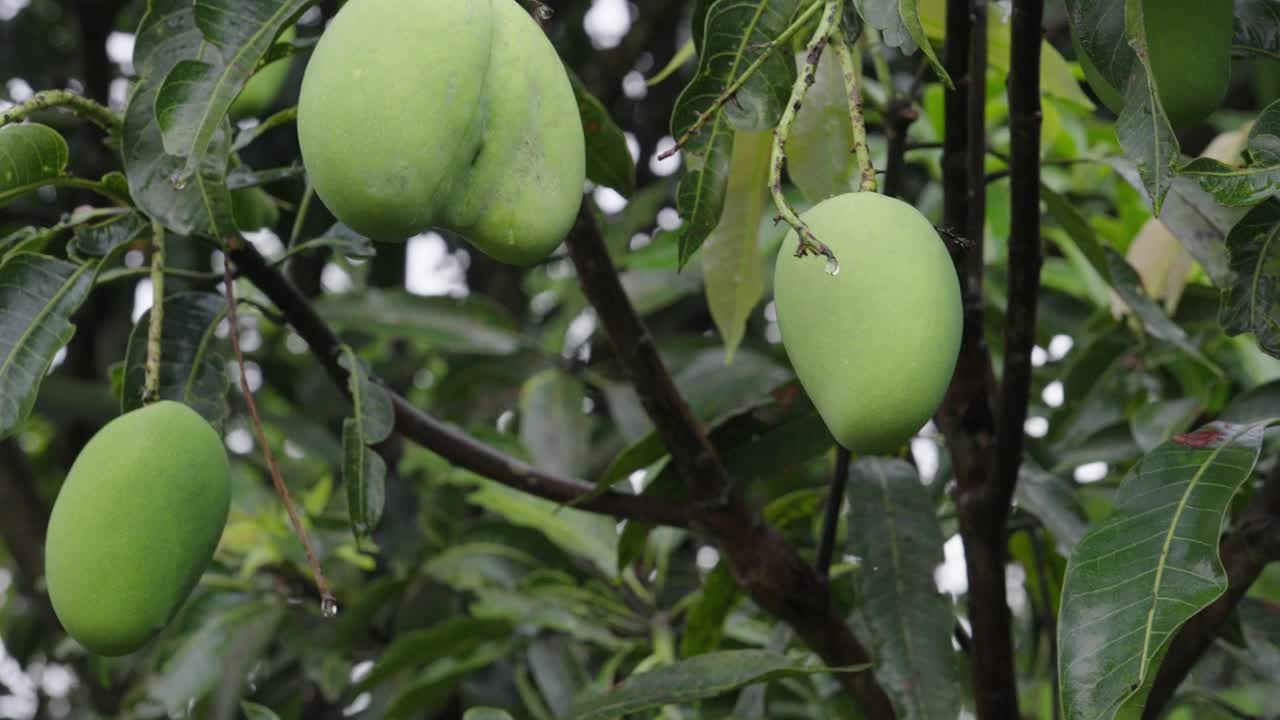 有机农场的生青芒果生长在树上的特写视频素材