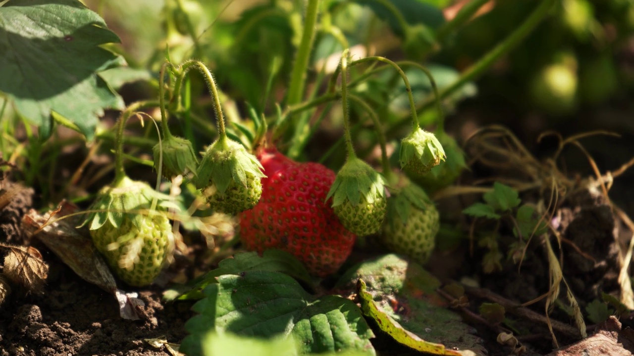 家庭花园里的一丛带浆果的草莓。贝瑞美味。美食博客。家庭园艺。特写慢镜头。视频素材