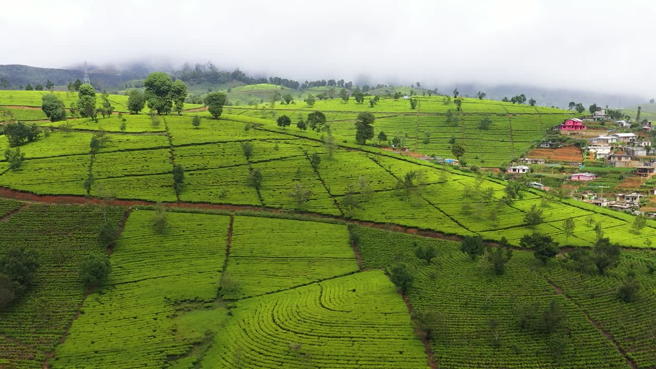 斯里兰卡山区山坡上的茶园。视频素材