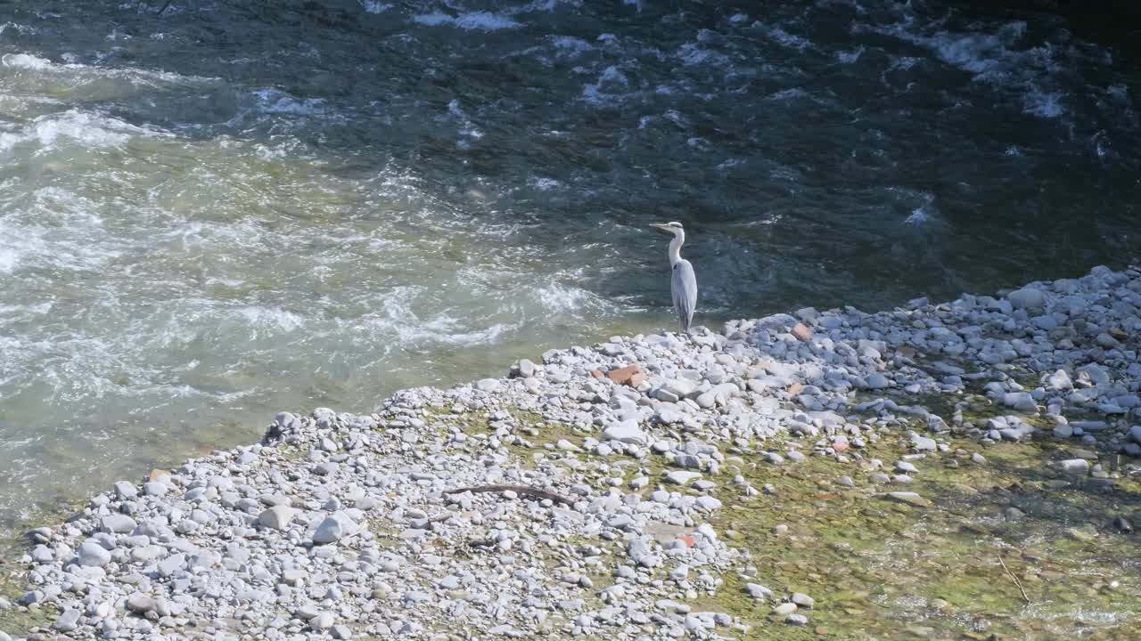 白鹭、白鹭在小溪前的鹅卵石上视频下载