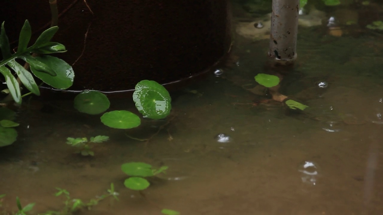 花园里池塘里的雨水和积雪草叶子视频下载