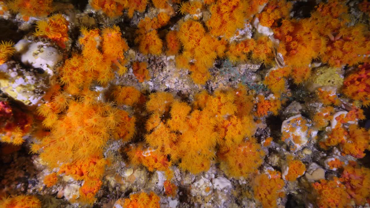珊瑚礁海底世界。夜晚的向日葵珊瑚。视频下载