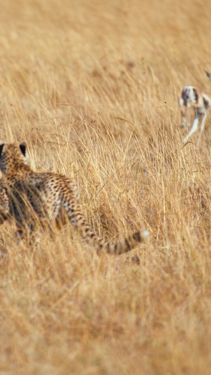 草原上的猎豹正在捕猎一只黑斑羚幼崽视频素材