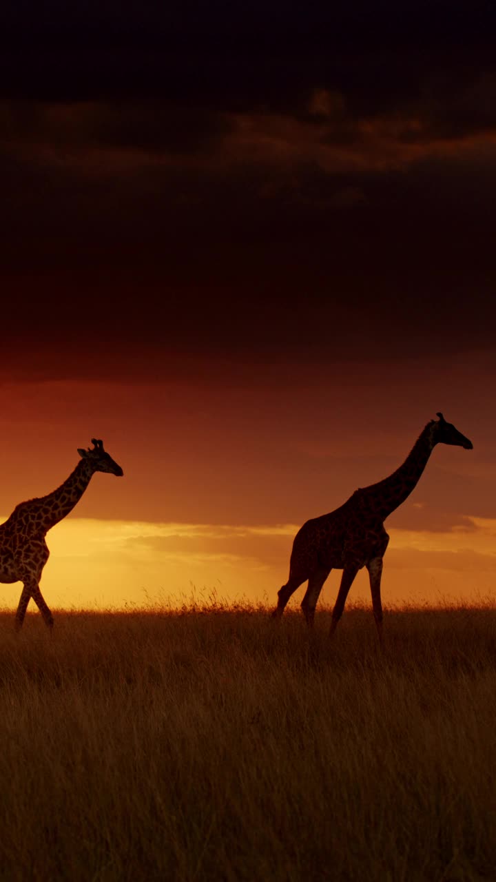 长颈鹿在日出的天空下排成一排视频素材