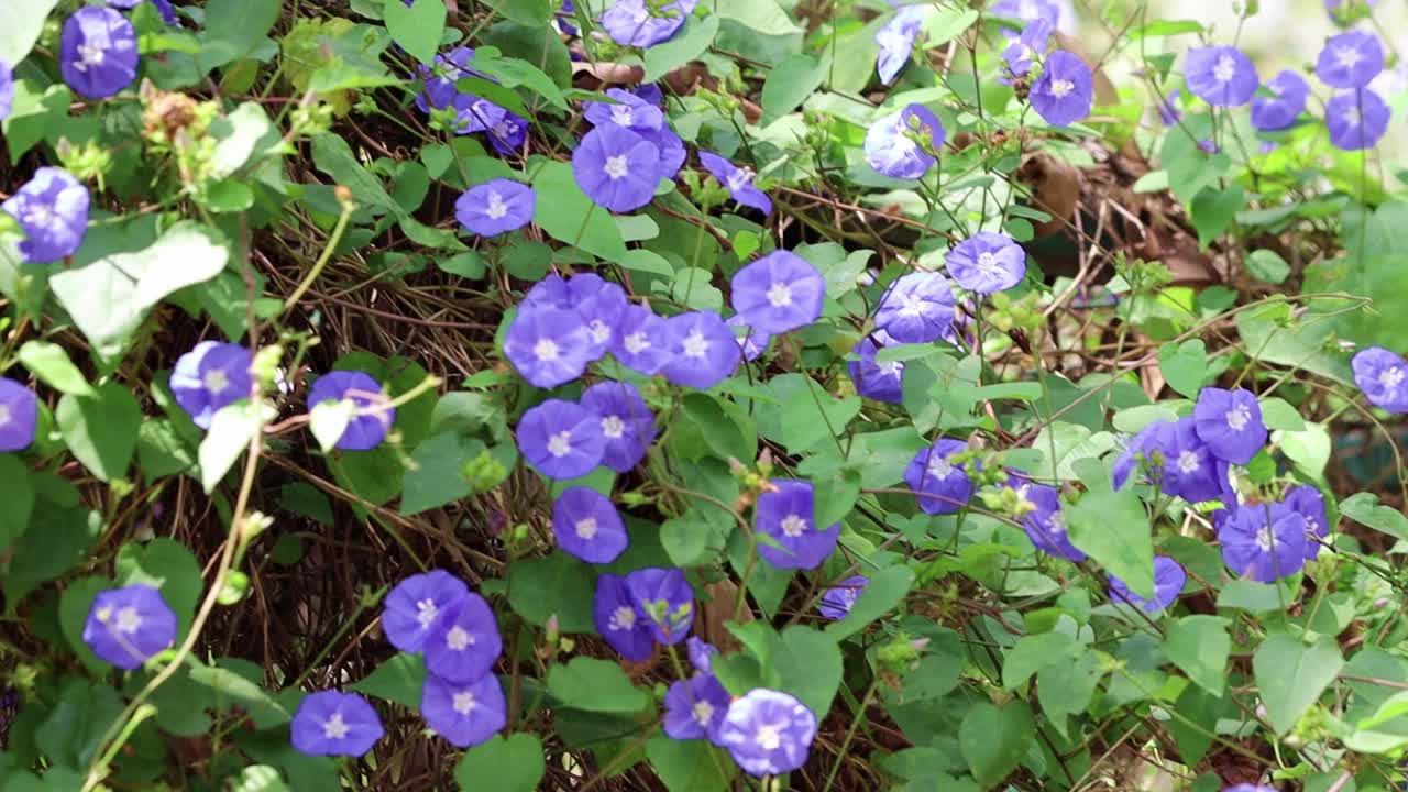 紫色的花蓝色的花看起来很漂亮视频下载
