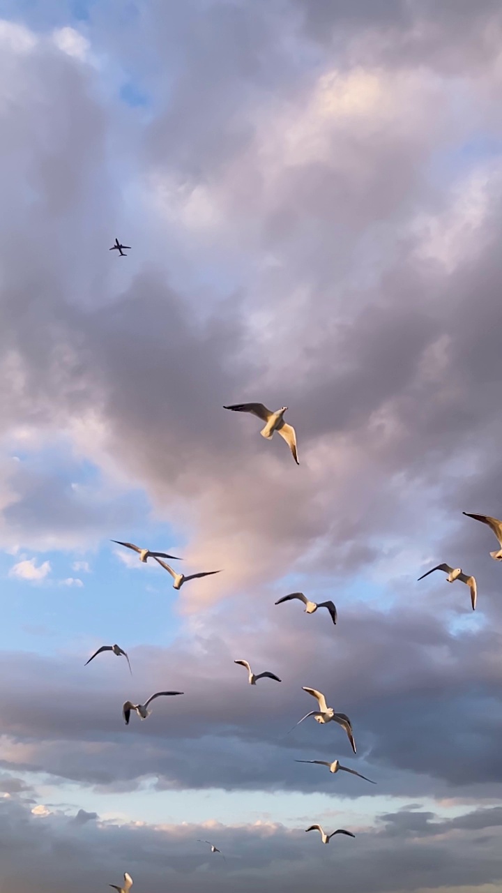 一架飞机飞过飞翔的海鸥视频下载