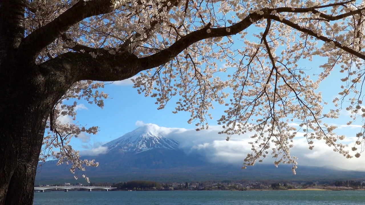 日本风景与富士山和樱花在川口子藤吉田，日本视频素材