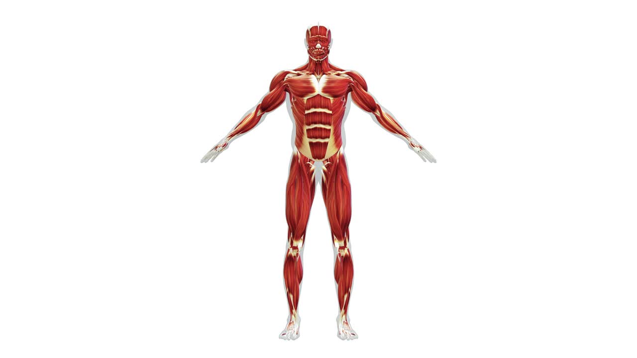 人体肌肉系统解剖学视频下载